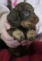 Bailey, a male Miniature Dachshund for sale in Maricopa, AZ – Photo 7 of 10