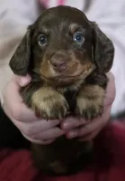 Bailey, a male Miniature Dachshund for sale in Maricopa, AZ – Photo 3 of 10