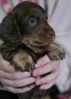 Bailey, a male Miniature Dachshund for sale in Maricopa, AZ – Photo 8 of 10