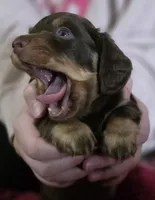 Bailey, a male Miniature Dachshund for sale in Maricopa, AZ – Photo 6 of 10