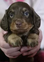 Bailey, a male Miniature Dachshund for sale in Maricopa, AZ – Photo 4 of 10