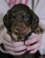Bailey, a male Miniature Dachshund for sale in Maricopa, AZ – Photo 5 of 10