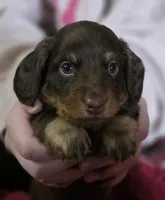 Bailey, a male Miniature Dachshund for sale in Maricopa, AZ – Photo 1 of 10