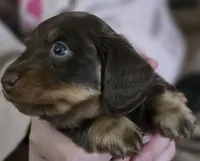 Bailey, a male Miniature Dachshund for sale in Maricopa, AZ – Photo 9 of 10