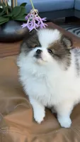 Rollo, a male Pomeranian for sale in Katy, TX – 2 of 8
