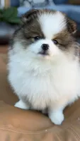 Rollo, a male Pomeranian for sale in Katy, TX – 5 of 8
