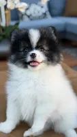 Rocco, a male Pomeranian for sale in Katy, TX – 2 of 8