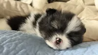 Rocco, a male Pomeranian for sale in Katy, TX – 7 of 8