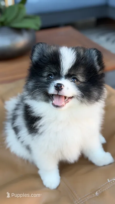 Rocco – Pomeranian puppy for sale in Katy, TX