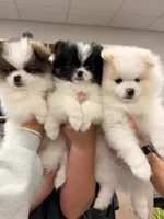 Rocco, a male Pomeranian for sale in Katy, TX – 4 of 8