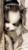 Rollo, a male Pomeranian for sale in Katy, TX – 7 of 8