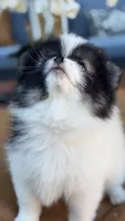 Rocco, a male Pomeranian for sale in Katy, TX – 3 of 8