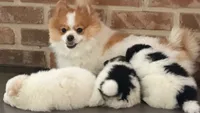 Rocco, a male Pomeranian for sale in Katy, TX – 6 of 8