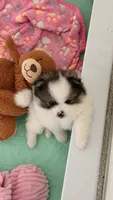 Rollo, a male Pomeranian for sale in Katy, TX – 8 of 8