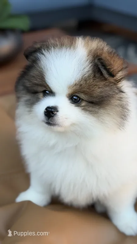Rollo – Pomeranian puppy for sale in Katy, TX
