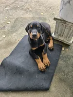 Red, a male Doberman Pinscher for sale in Lafayette, LA – 5 of 5