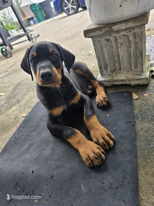 Red – Doberman Pinscher puppy for sale in Lafayette, LA