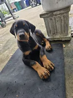 Red, a male Doberman Pinscher for sale in Lafayette, LA – 1 of 5