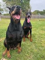 Red, a male Doberman Pinscher for sale in Lafayette, LA – 2 of 5