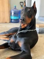 Red, a male Doberman Pinscher for sale in Lafayette, LA – 3 of 5