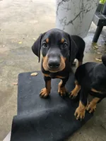 Red, a male Doberman Pinscher for sale in Lafayette, LA – 4 of 5