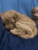 Lainey Wilson, a female Miniature Goldendoodle for sale in Statesville, NC – 4 of 4