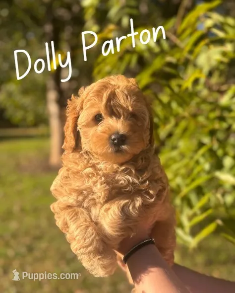 Dolly Parton – Miniature Goldendoodle puppy for sale in Statesville, NC