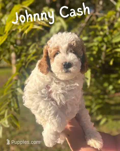 Johnny Cash – Miniature Goldendoodle puppy for sale in Statesville, NC