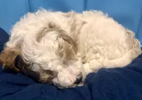 Johnny Cash, a male Miniature Goldendoodle for sale in Statesville, NC – 3 of 4
