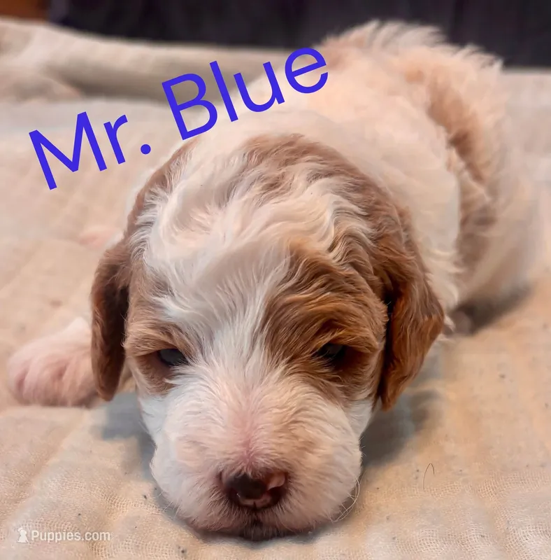 Johnny Cash – Miniature Goldendoodle puppy for sale in Statesville, NC