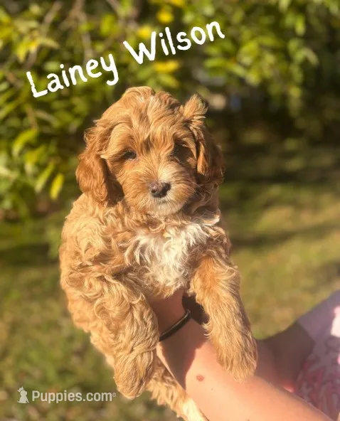 Lainey Wilson – Miniature Goldendoodle puppy for sale in Statesville, NC
