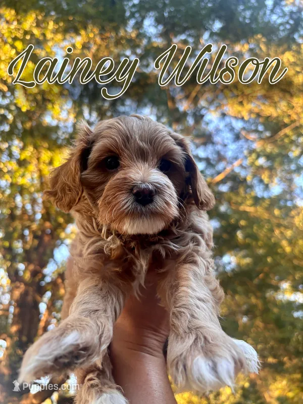 Lainey Wilson – Miniature Goldendoodle puppy for sale in Statesville, NC