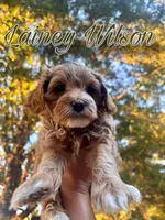 Lainey Wilson, a female Miniature Goldendoodle for sale in Statesville, NC – 1 of 4