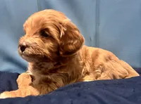 Dolly Parton, a female Miniature Goldendoodle for sale in Statesville, NC – 2 of 2
