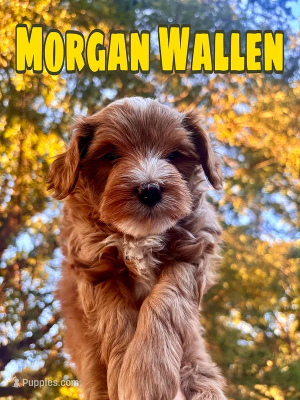 Morgan Wallen  – Miniature Goldendoodle puppy for sale in Statesville, NC