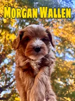 Morgan Wallen , a male Miniature Goldendoodle for sale in Statesville, NC – 1 of 3