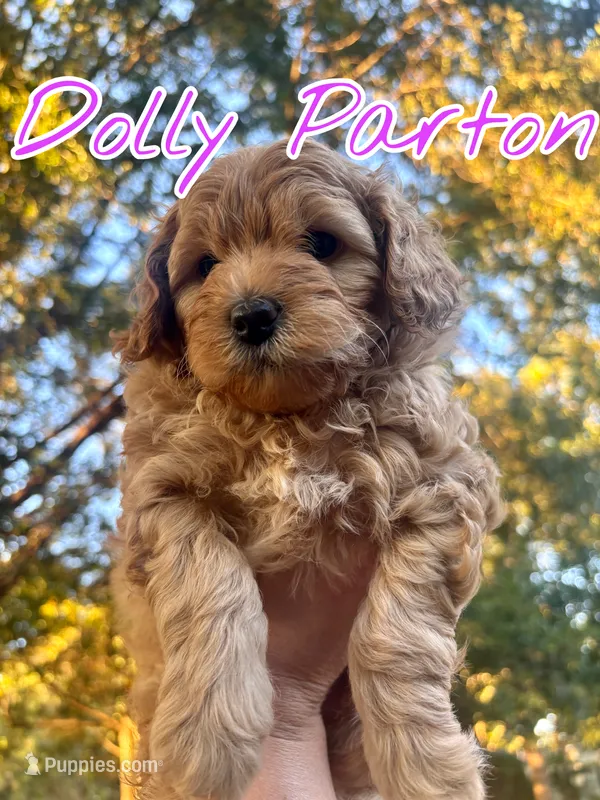 Dolly Parton – Miniature Goldendoodle puppy for sale in Statesville, NC