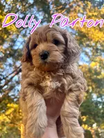 Dolly Parton, a female Miniature Goldendoodle for sale in Statesville, NC – 1 of 2