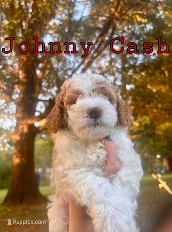 Johnny Cash – Miniature Goldendoodle puppy for sale in Statesville, NC