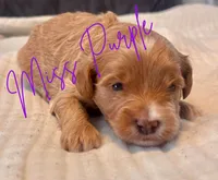 Lainey Wilson, a female Miniature Goldendoodle for sale in Statesville, NC – 2 of 4