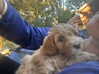 Lainey Wilson, a female Miniature Goldendoodle for sale in Statesville, NC – 3 of 4
