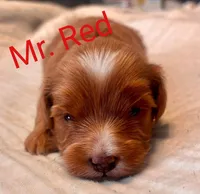 Morgan Wallen , a male Miniature Goldendoodle for sale in Statesville, NC – 2 of 3