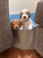 Johnny Cash, a male Miniature Goldendoodle for sale in Statesville, NC – 4 of 4