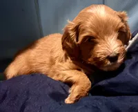 Morgan Wallen , a male Miniature Goldendoodle for sale in Statesville, NC – 3 of 3