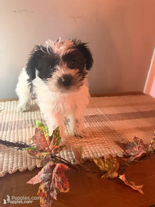 Balto – Miniature Schnauzer puppy for sale in Benson, MN