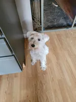 Sweetie, a female Miniature Schnauzer for sale in Benson, MN – Photo 4 of 4