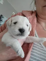 Daisy, a female Miniature Schnauzer for sale in Benson, MN – Photo 7 of 7