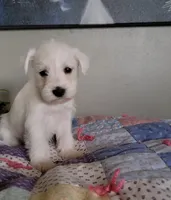 Daisy, a female Miniature Schnauzer for sale in Benson, MN – Photo 2 of 7