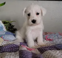 Daisy, a female Miniature Schnauzer for sale in Benson, MN – Photo 1 of 7