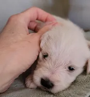 Daisy, a female Miniature Schnauzer for sale in Benson, MN – Photo 4 of 7